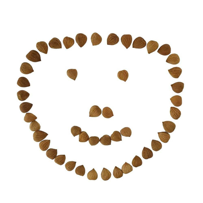Natural Raw Bitter Apricot Kernels 16oz, Organic USDA Certified Bitter Apricot Seeds 1LB